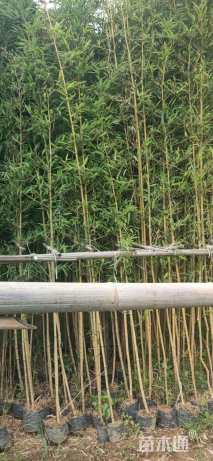 地栽苗金镶玉竹