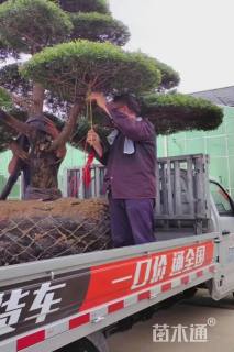 15公分造型黑松