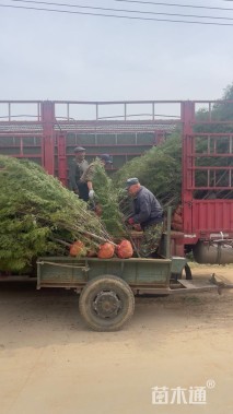 高度100厘米侧柏