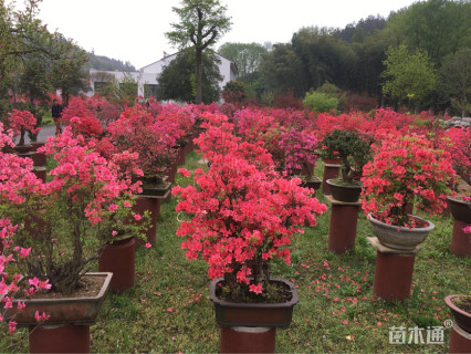 高度50厘米映山红