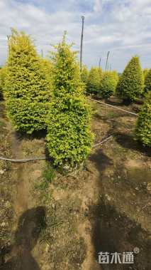 3公分造型亮晶女贞