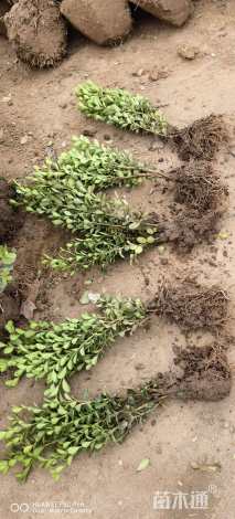 高度40厘米小叶黄杨