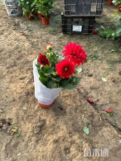 高度25厘米小丽花