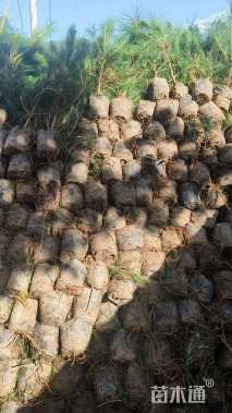 高度105.厘米油松