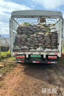 高度25厘米木春菊