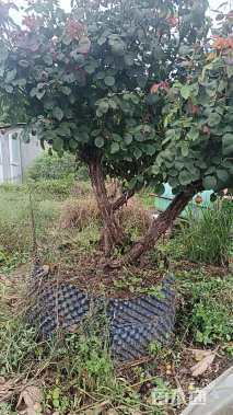 高度2000厘米月季