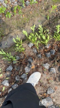 高度40厘米毛鹃