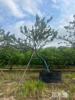 18公分造型朴树