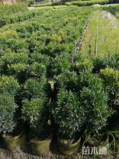 冠幅40厘米瓜子黄杨球