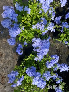 高度40厘米蓝雪花