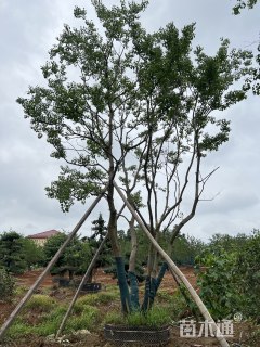 40公分(6杆)丛生乌桕
