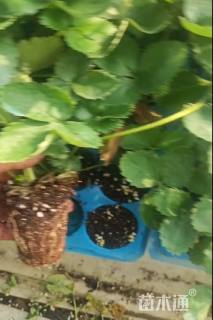 高度30厘米草莓