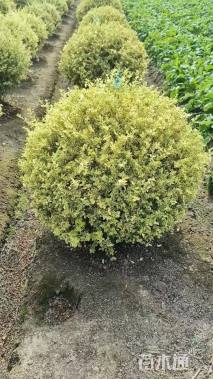 高度70厘米金姬小蜡