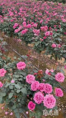 高度50厘米棒棒糖月季