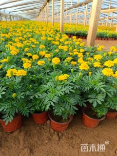 高度15厘米孔雀草