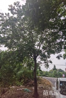30公分无患子