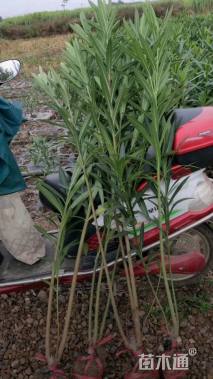 高度180厘米夹竹桃