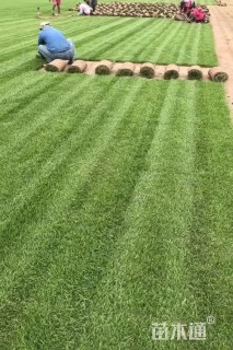 草卷状马尼拉草