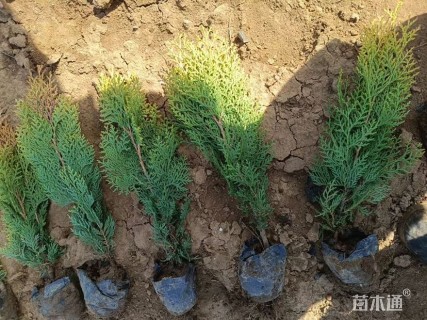 高度80厘米洒金柏