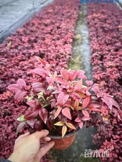 高度20厘米火焰南天竹