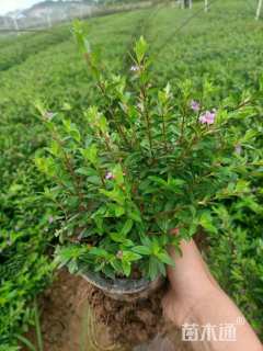 高度30厘米满天星