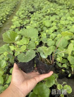 高度10厘米大吴风草