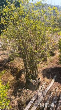 高度100厘米丛生小叶紫薇