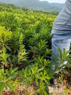 高度35厘米毛鹃