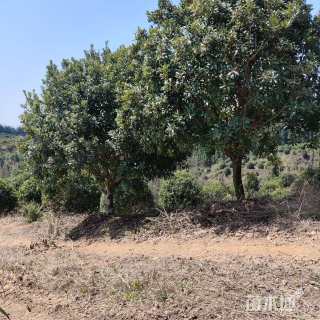 10公分高杆杨梅