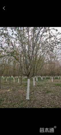 12公分西府海棠