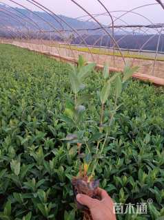 高度30厘米金丝桃小苗