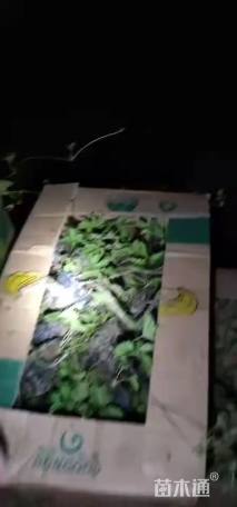 12厘米五叶萎凌菜