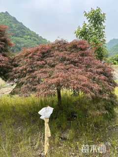 高度150厘米羽毛枫