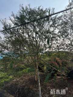 15公分四川红紫薇