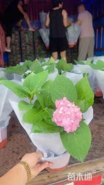 高度70厘米无尽夏绣球