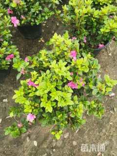 高度40厘米康乃馨