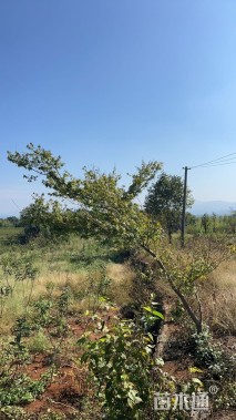 15公分中国红枫