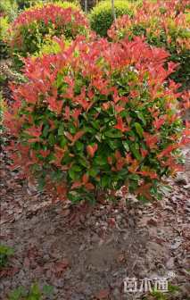 冠幅180厘米红叶石楠球