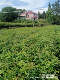 高度50厘米木荷小苗