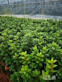 高度30厘米杜鹃