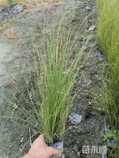 30厘米苔草