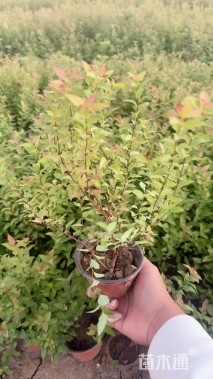 高度60厘米粉花绣线菊