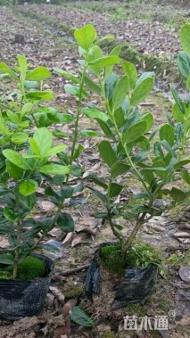 高度30厘米无刺枸骨小苗