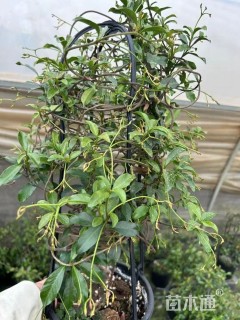 80厘米风车茉莉