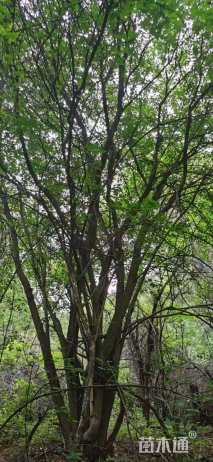 高度800厘米丛生茶条槭