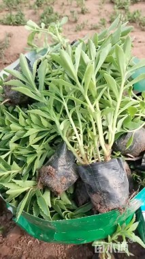 高度20厘米三七景天