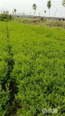 高度50厘米小叶女贞