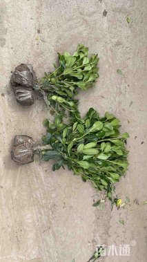 高度55厘米海桐小苗