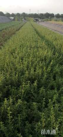 高度30厘米金边六月雪