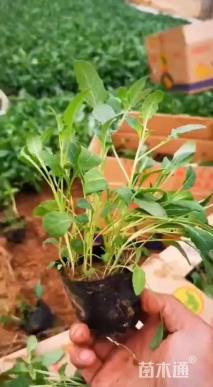 高度15厘米美丽月见草